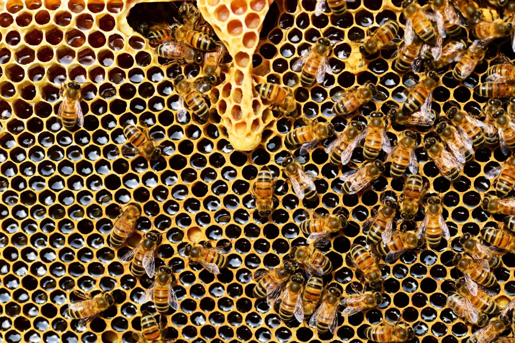 ما هي لغة التخاطب عند النحل؟