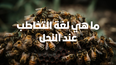 لغة التخاطب عند النحل