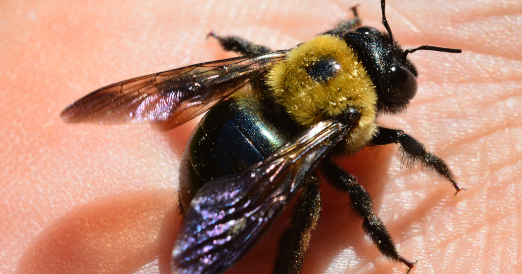 النحل السام :نحل النجار