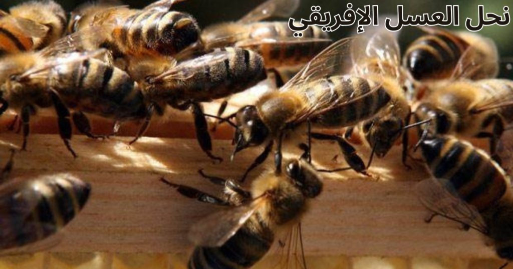 نحل العسل الإفريقي