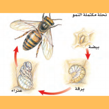 مراحل دورة النحلة