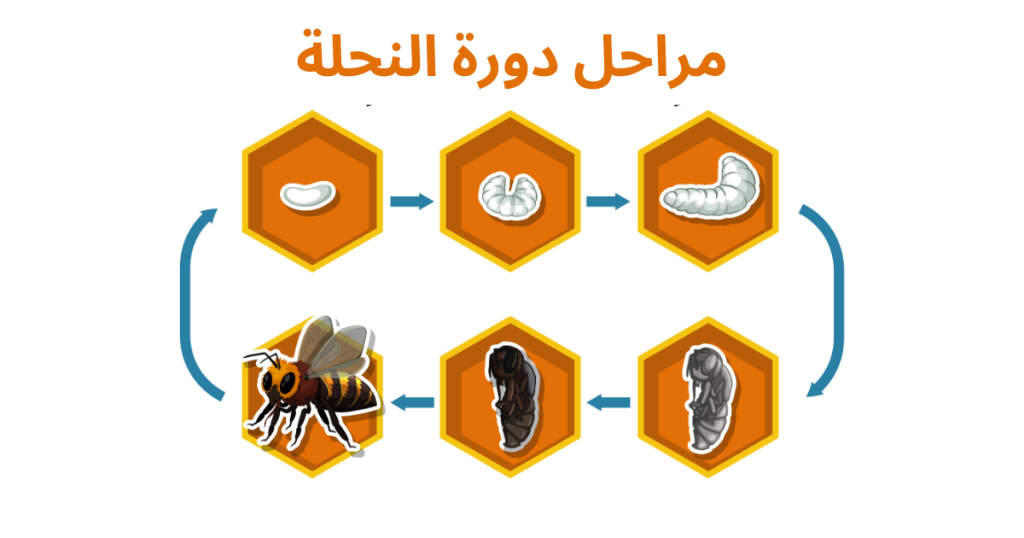 مراحل دورة حياة  النحلة