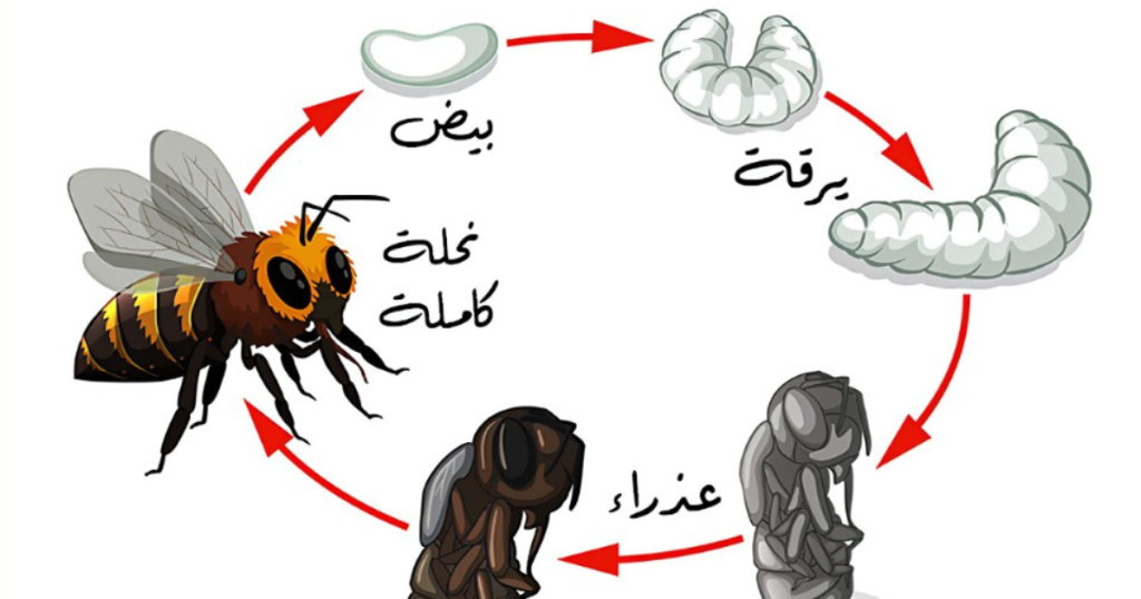 مراحل دورة حياة النحلة 