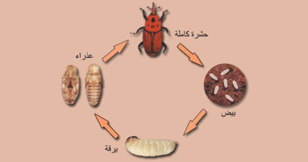 مراحل دورة حياة النحلة 