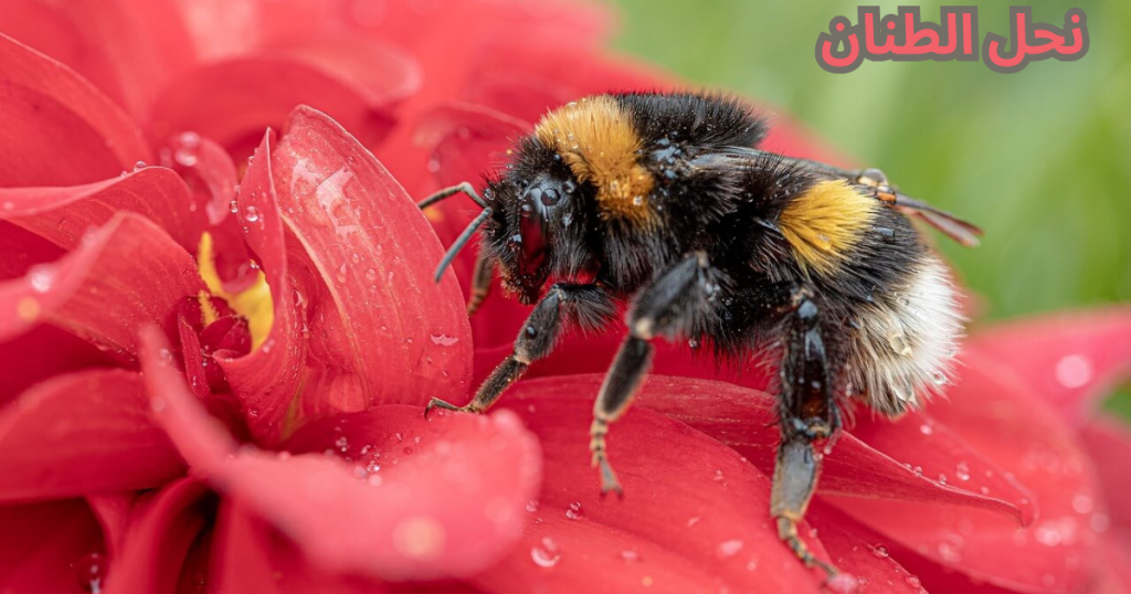 النحل السام : نحل الطنان