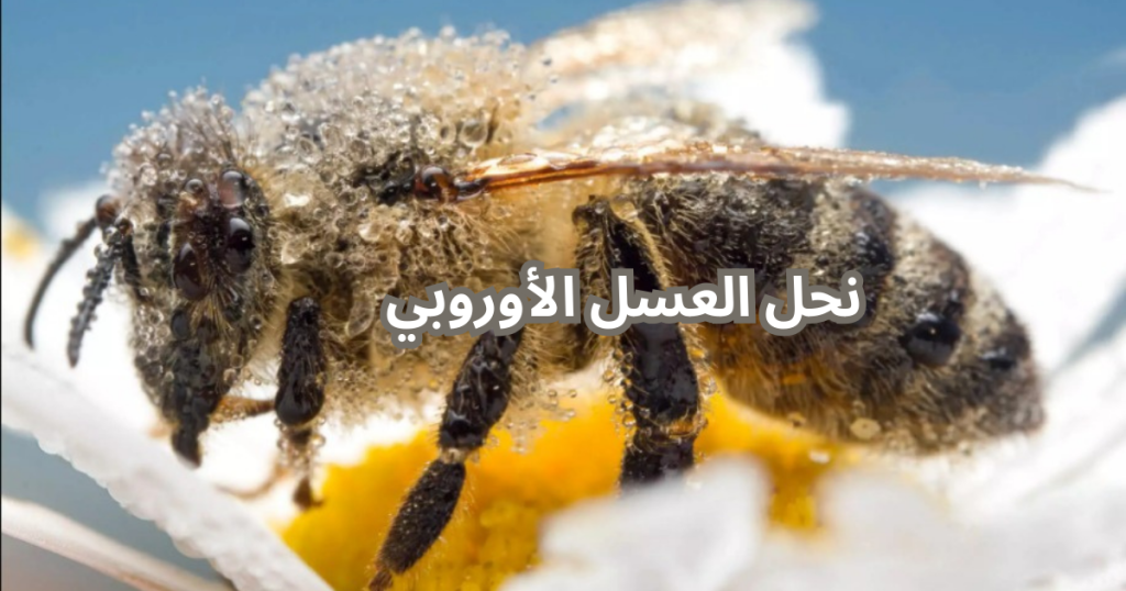 النحل السام :نحل العسل الأوروبي 