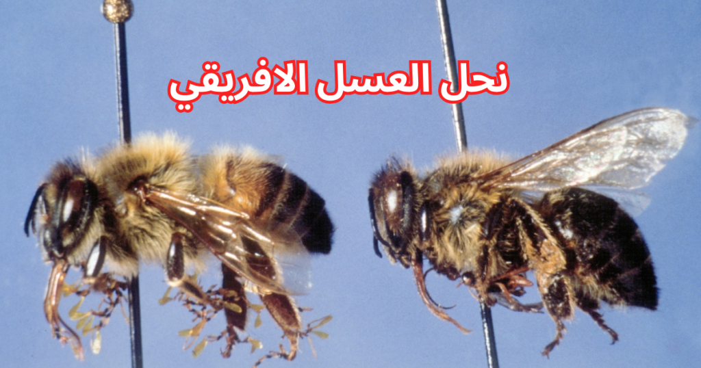 النحل السام : نحل العسل الافريقي 
