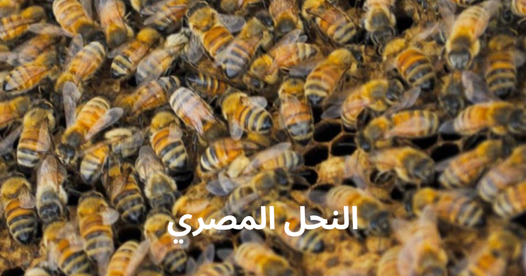 النحل المصري 