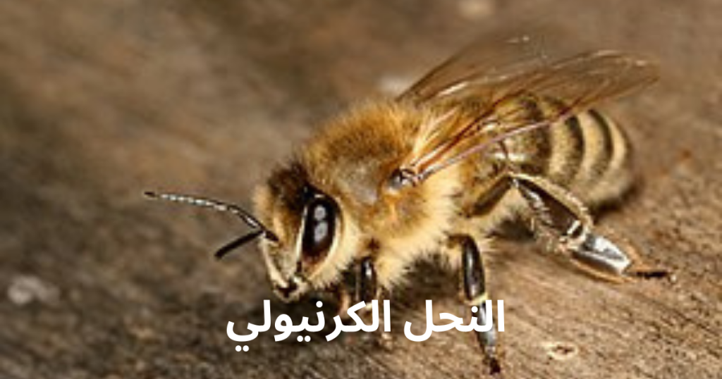 النحل الكرنيولي