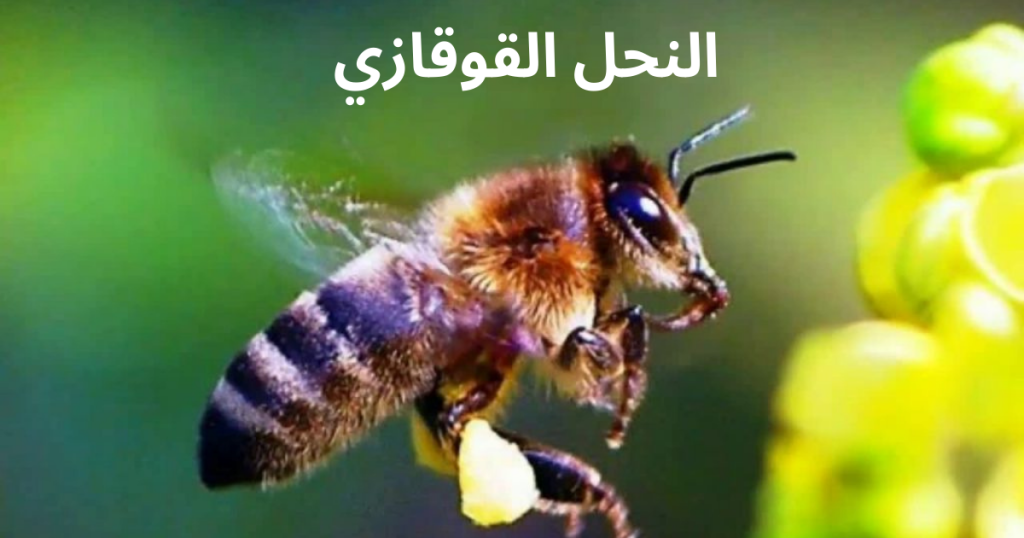 النحل القوقازي  