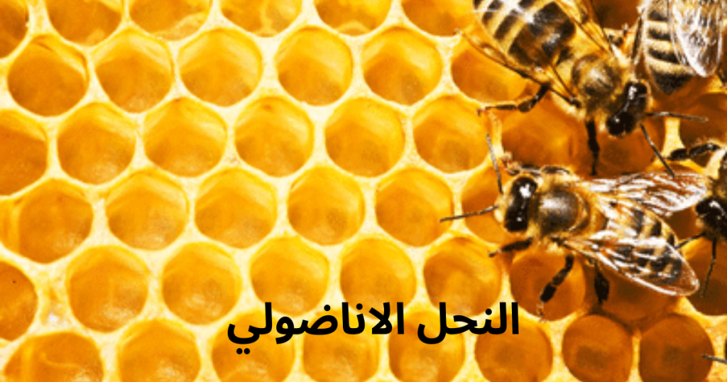النحل الاناضولي  