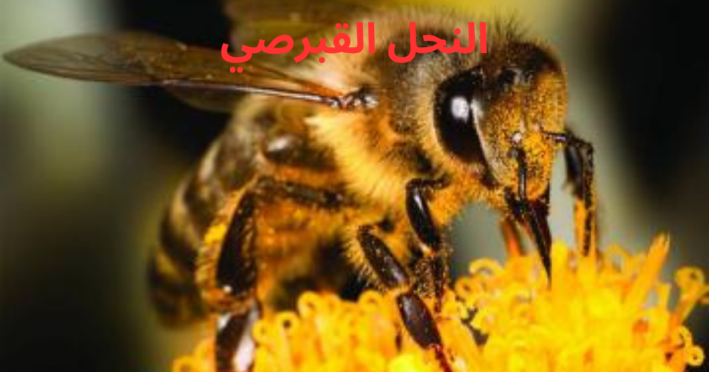 النحل القبرصي